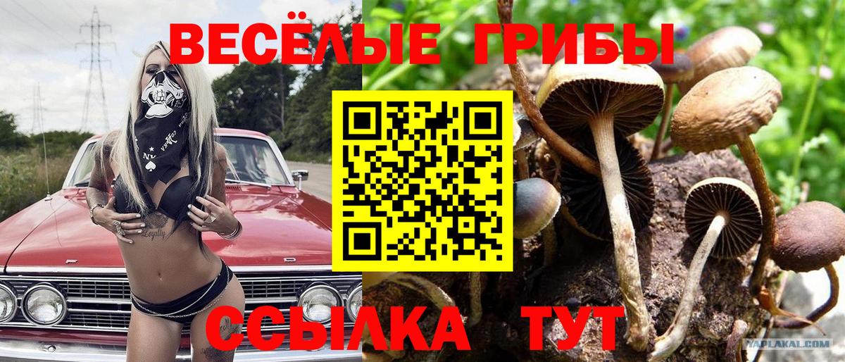 Краснознаменск  Псилоцибиновые грибы Psilocybe  Вход с VPN 